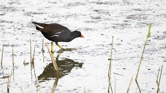 Moorhen