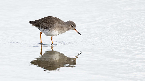 Redshanks