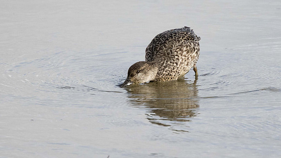 Female Teal dabbling for lunch