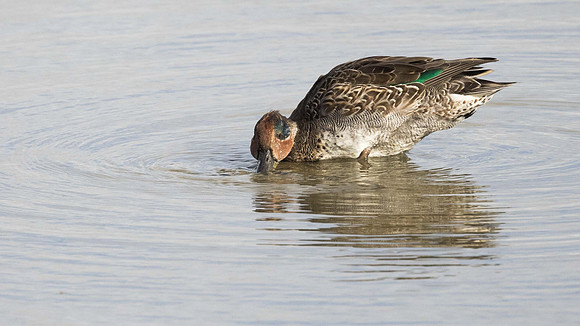Male Teal