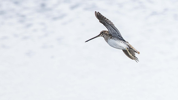 Snipe