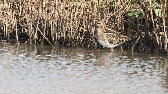 Snipe