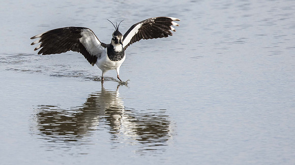 Lapwing