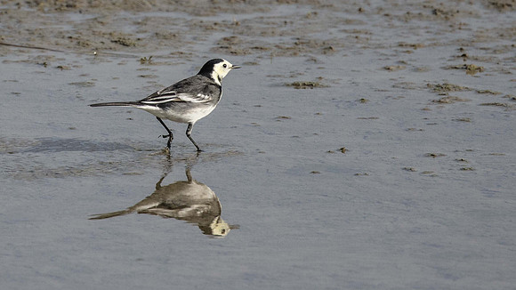Grey Wagtail