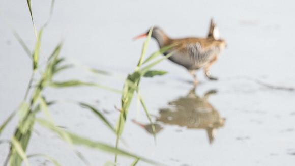 mysterious Water Rail