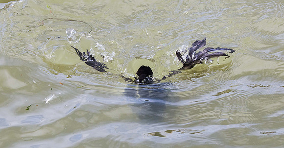 Coot Diving