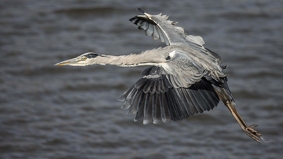 Heron