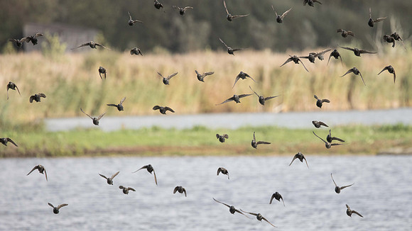 Starlings