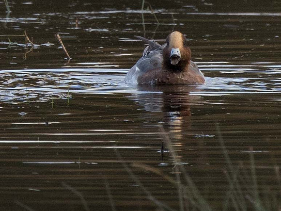 Wigeon