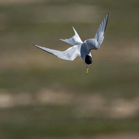 Terns