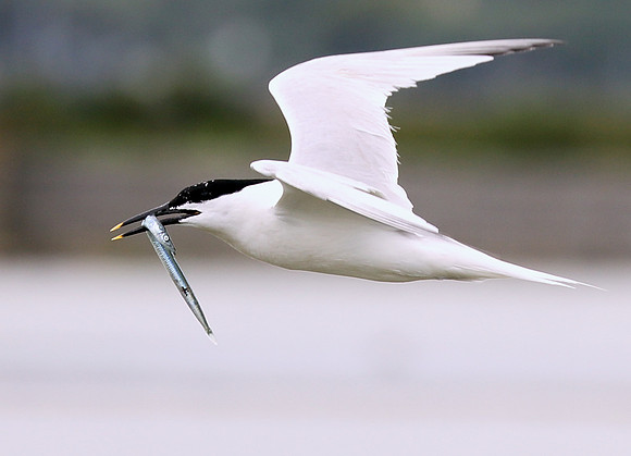 Sandwich Tern