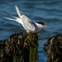 Common Tern