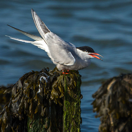 Common Tern