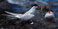Arctic Terns