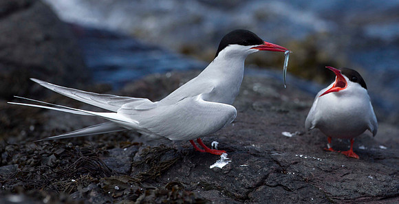 Arctic Terns