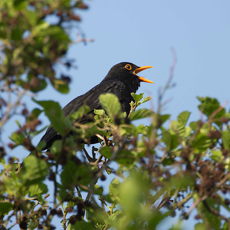 Blackbird