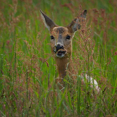 Roe Deer