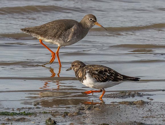 Redshank and Turnstone