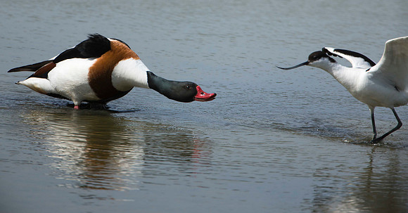Avocet against Shelduck