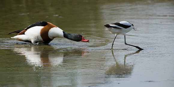Avocet against Shelduck
