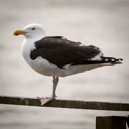Greater Black Backed (pink legs)