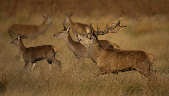 Stag with Harem 4