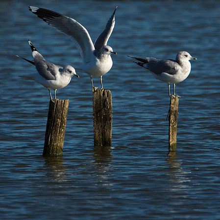 Common Gulls
