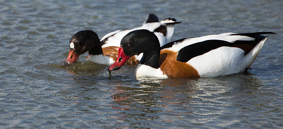 Shelduck