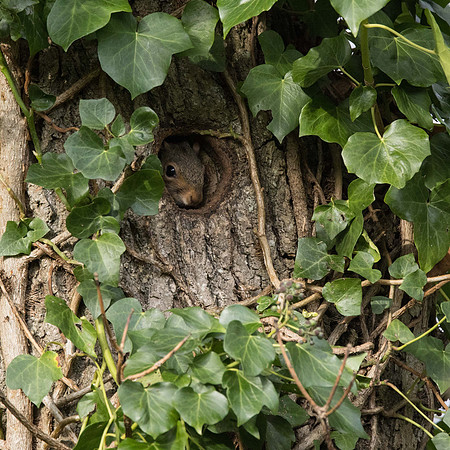 Grey Squirrel