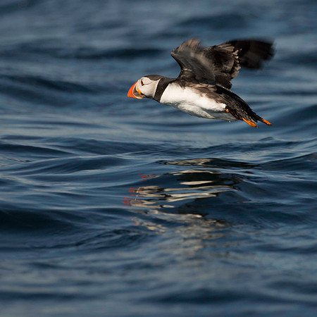 Farne Islands