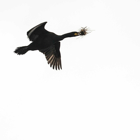 Shag