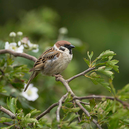 Tree Sparrow