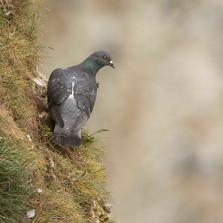 Feral Pigeon