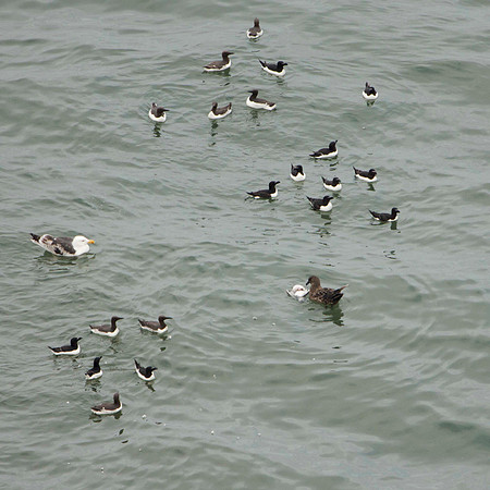 Great Skua at lunch