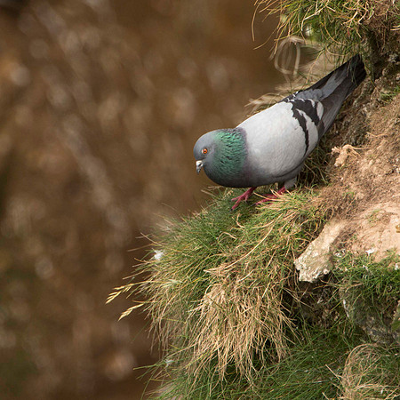 Rock Dove?
