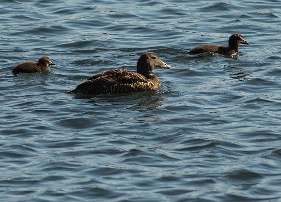 Eider Duck family - the males have gone back to sea