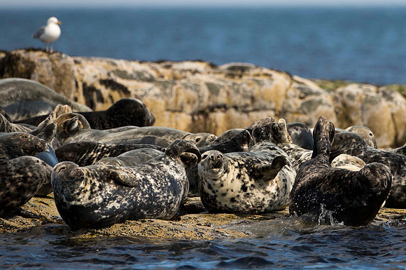 Farne Islands