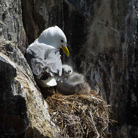 Kittiwake and chick