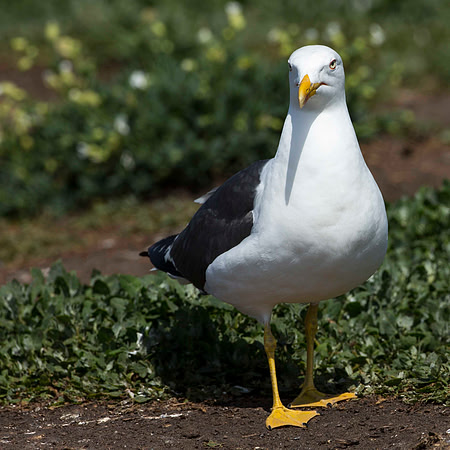 Lesser Black Backed Gull (yellow legs)