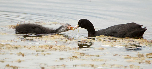 Coot and Cootling