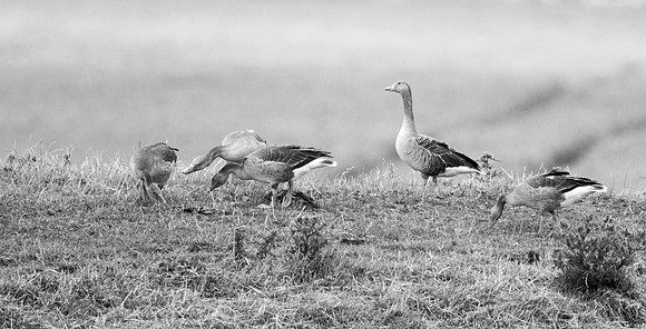 Greylag Goose family