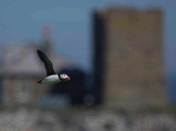 Inner Farne