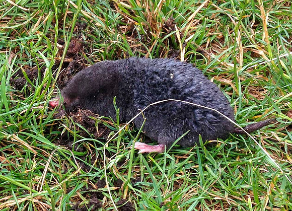 Surface Mole!