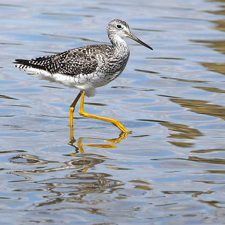 Greater Yellow Legs