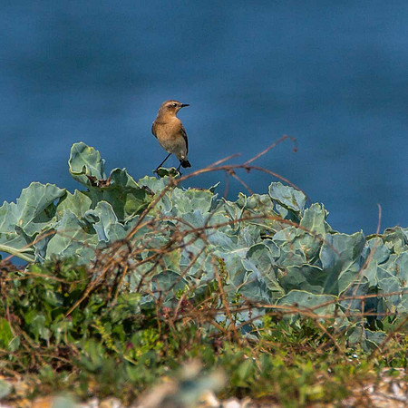 Wheatear