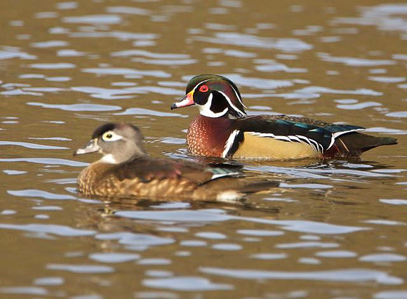Wood Ducks