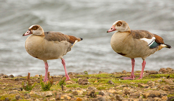 Egyptian Geese