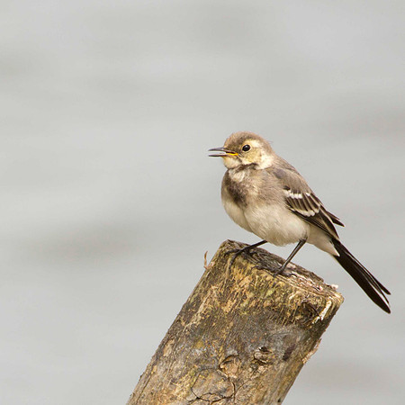 Young Pied Wagtail
