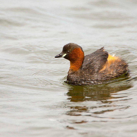 Little Grebe (summer)