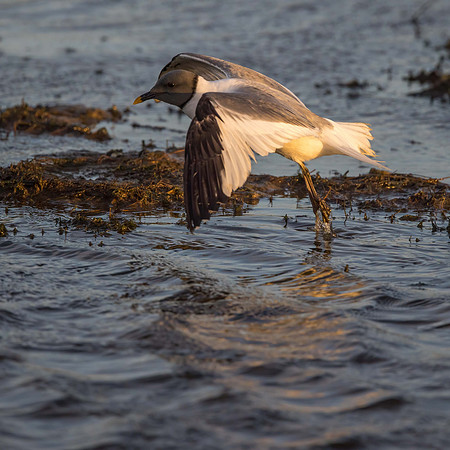 Sabine's Gull